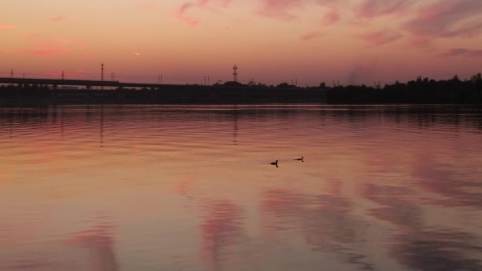 夕阳下鸭子游过平静的湖面