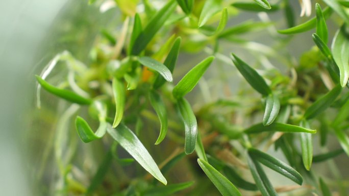 石斛特写植物生长状态微距特写