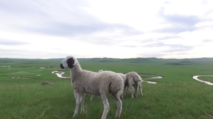 草原羊群素材
