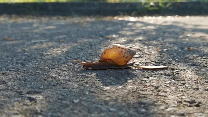 蜗牛清晨阳光树荫道路