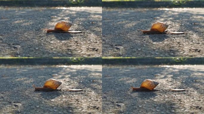 蜗牛清晨阳光树荫道路