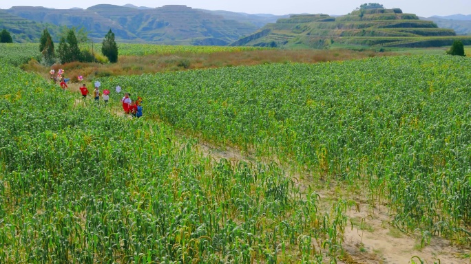 陕北 黄土高原 孩子玩耍自由奔跑在田野