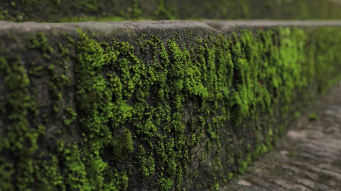 台阶绿苔苔藓石阶