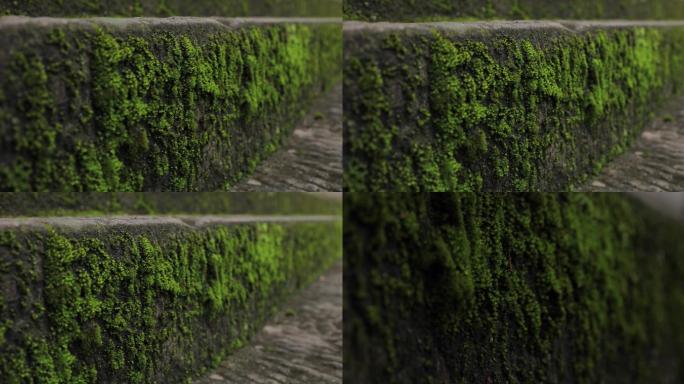 台阶绿苔苔藓石阶