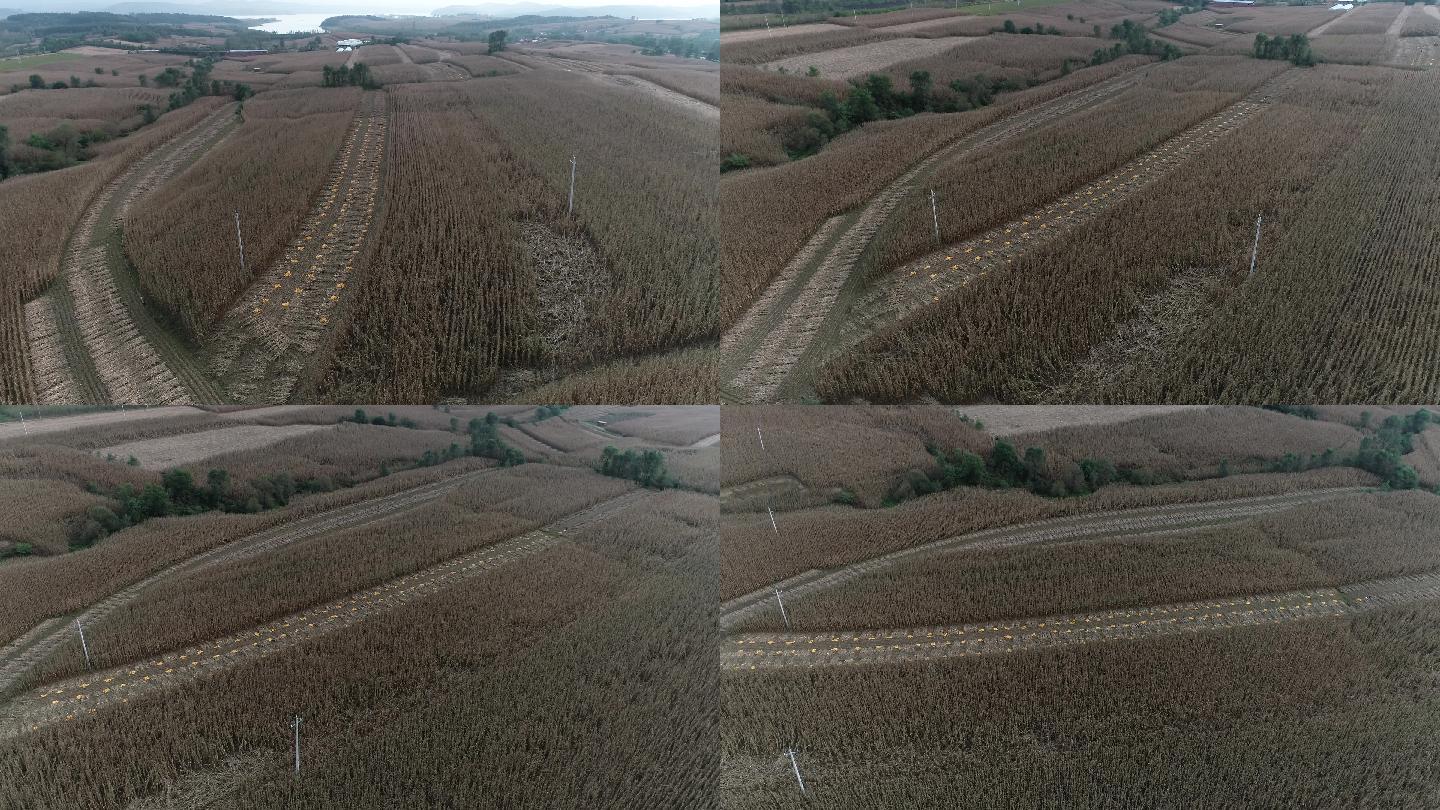 农民收玉米（4K50帧）