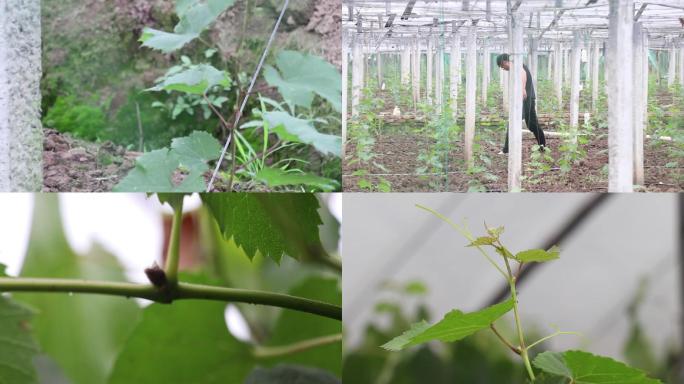 葡萄种植发芽幼苗生长