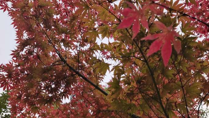 秋天红色的枫叶秋色正浓