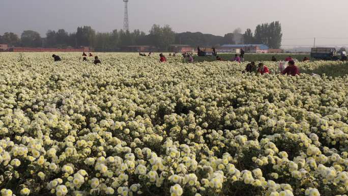 航拍怀菊花地农民摘菊花