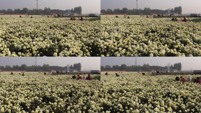 航拍怀菊花地农民摘菊花