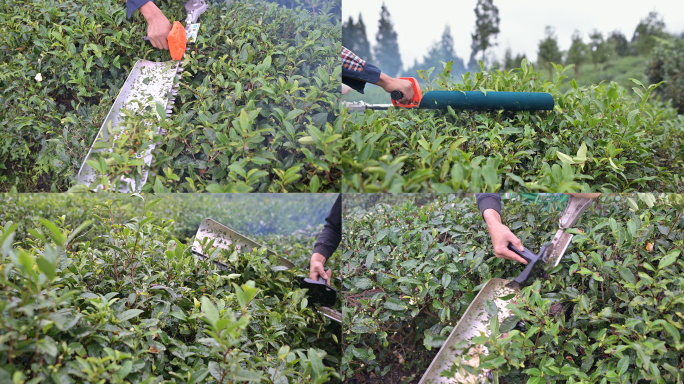 老川茶园植保修剪