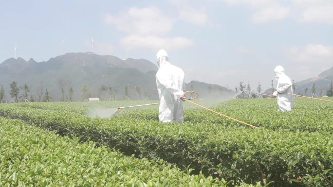 生物农药、生物科技、喷洒农药、茶山除虫