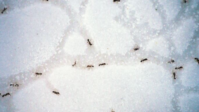 蚂蚁搬家 雪地 蚂蚁 蚂蚁窝 生物 观察