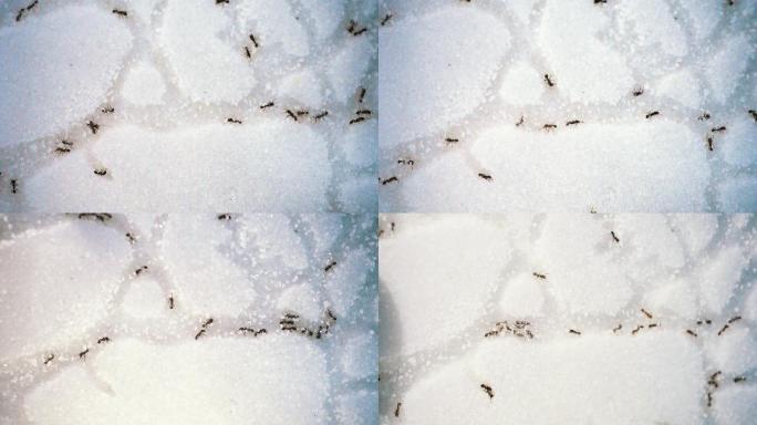 蚂蚁搬家 雪地 蚂蚁 蚂蚁窝 生物 观察