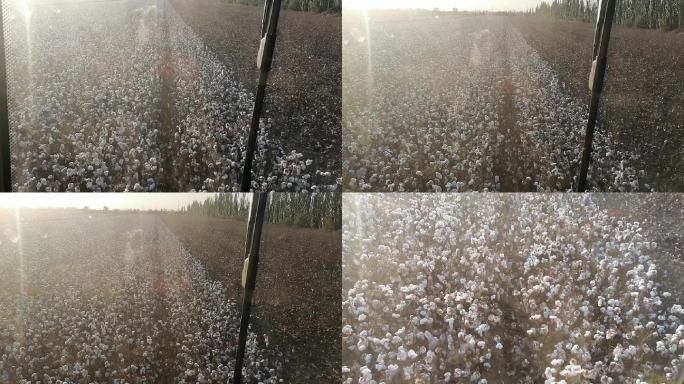 新疆哈密：采棉机收获棉花