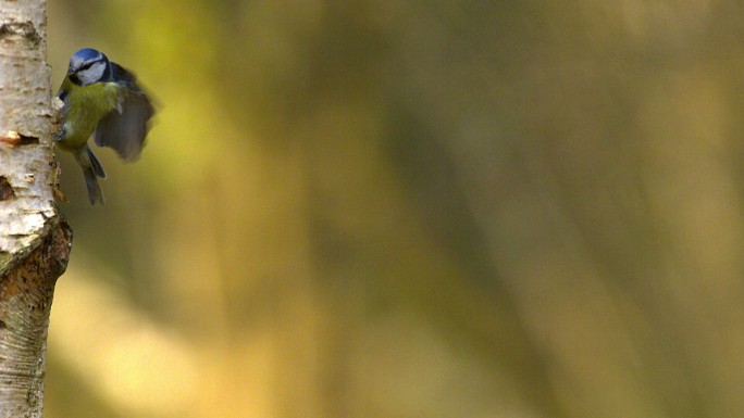 飞行中的蓝山雀保护生态环境观赏鸟