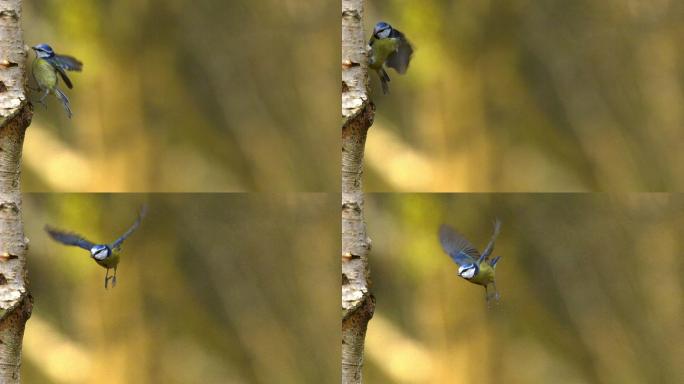 飞行中的蓝山雀保护生态环境观赏鸟