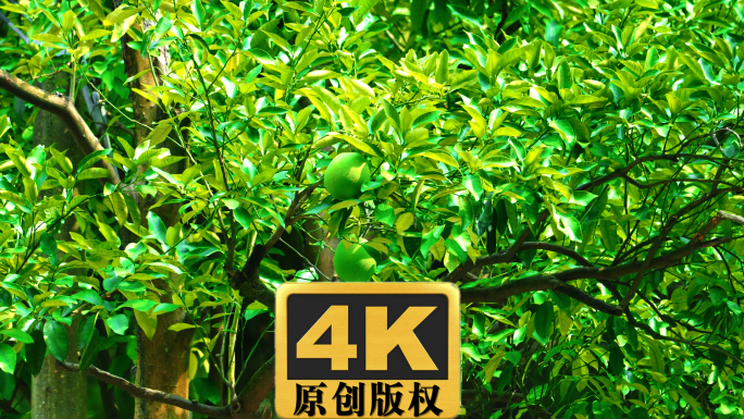 柚子树实拍高清视频素材4K