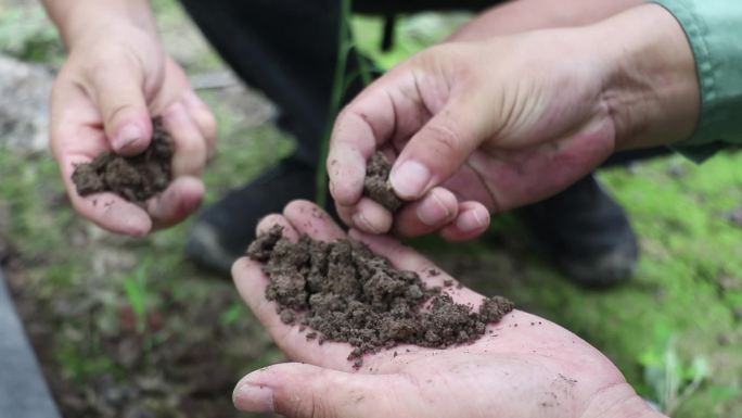 大棚葡萄种植管理土壤中微量元素有机肥
