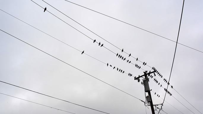 电线上的鸽子