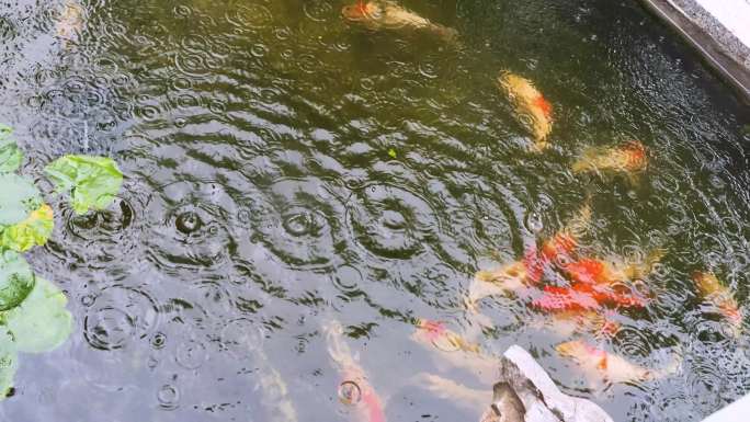 4K雨天锦鲤池