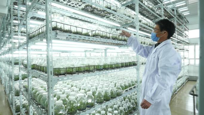 石斛培养以及植物培养室科学家检查植物生长