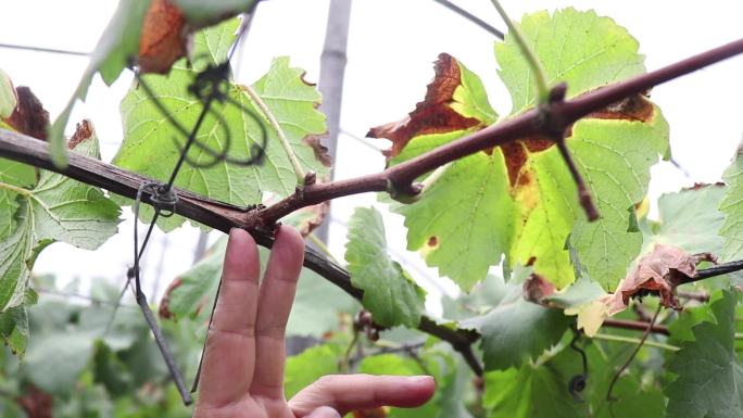 大棚葡萄各种病害种植出现问题