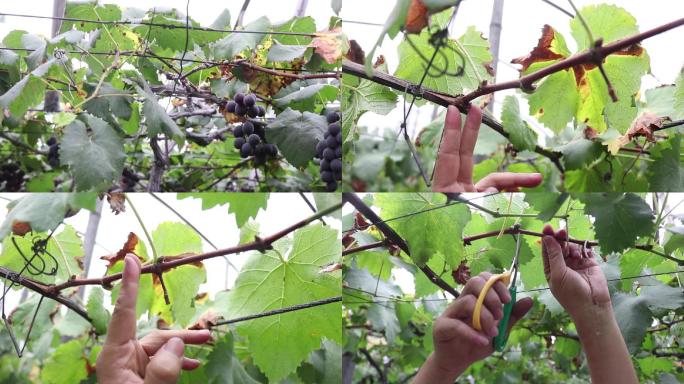 大棚葡萄各种病害种植出现问题
