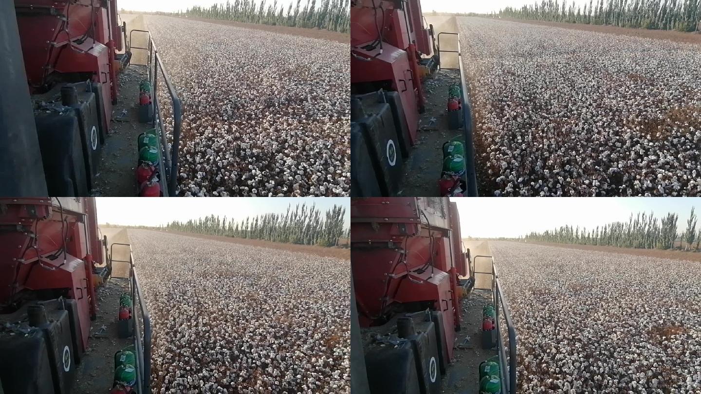 新疆哈密：棉花丰收喜收获