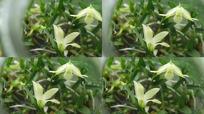 石斛开花特写植物生长状态微距特写