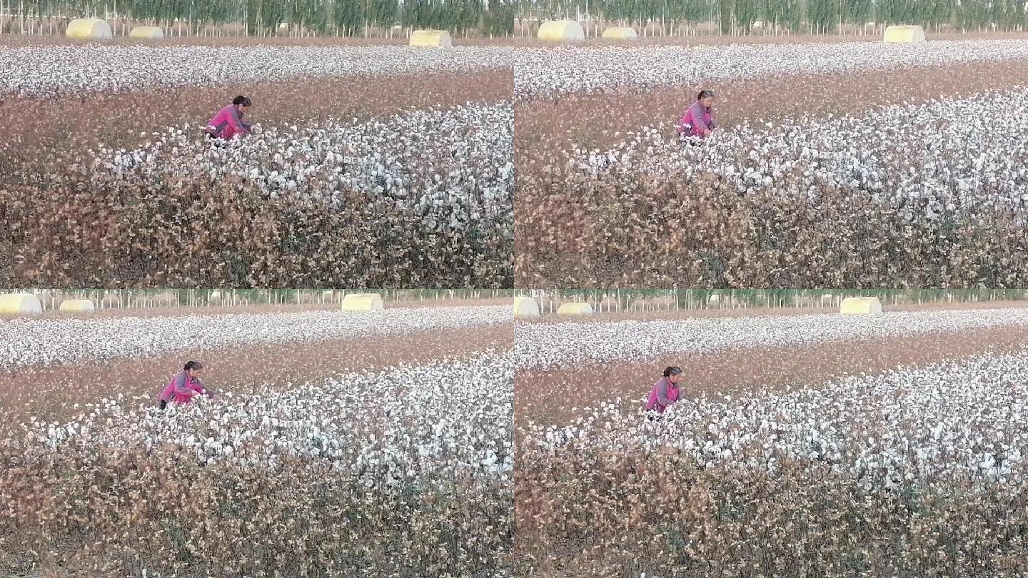 新疆哈密：棉花丰收喜收获