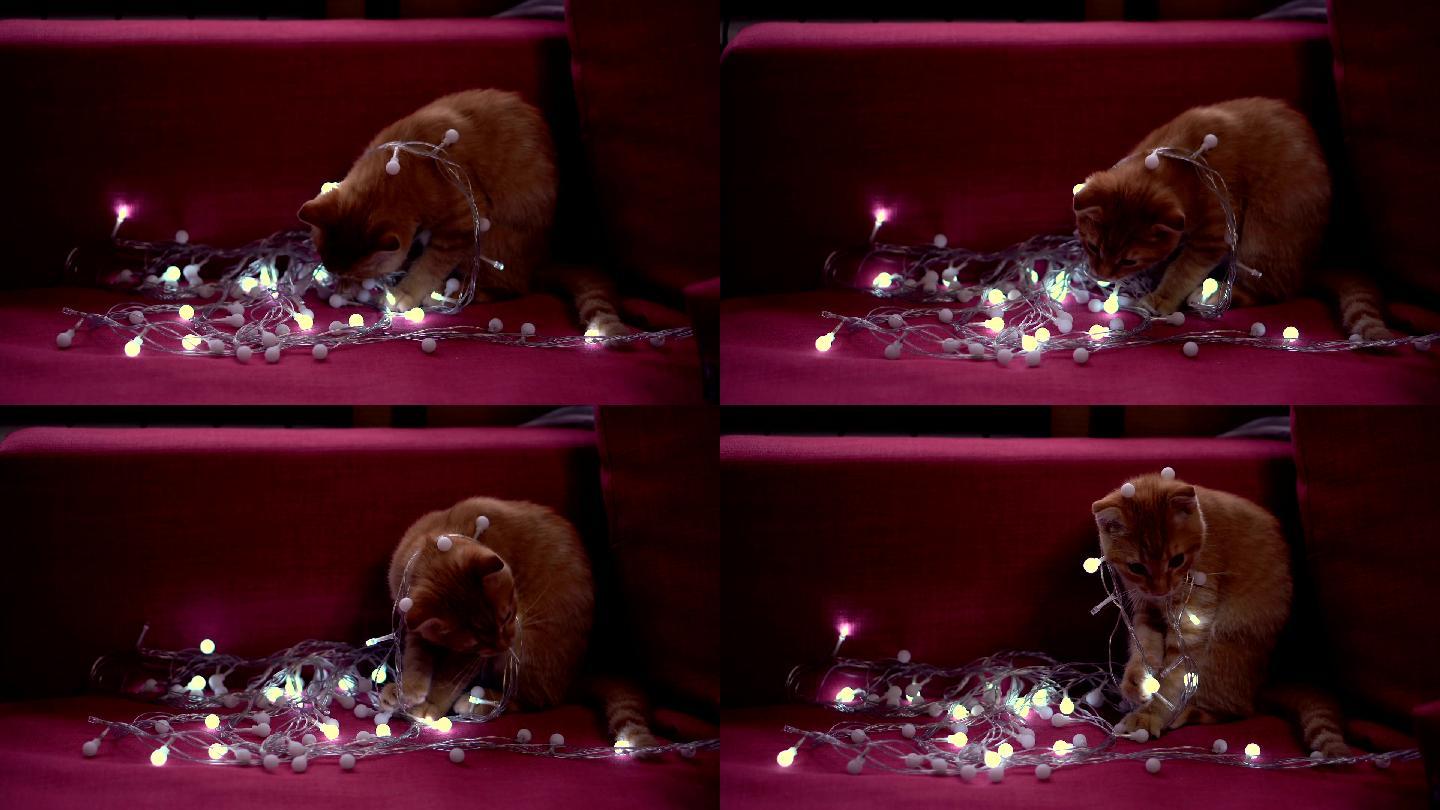 可爱的小垂耳小猫在玩新年花环。