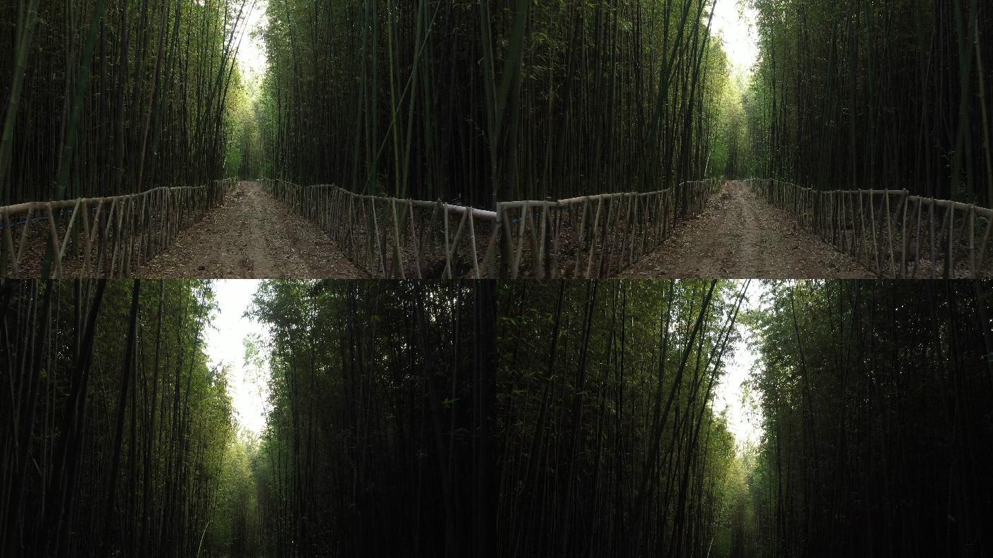 竹林和竹林中的小道