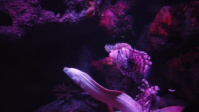 狮子鱼，海鳗
