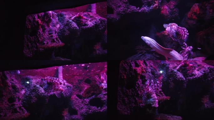狮子鱼，海鳗