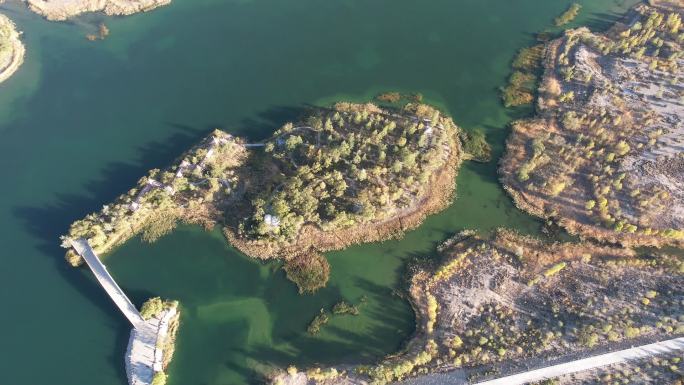 西北水域金塔金鼎湖胡杨林木树林球形全景