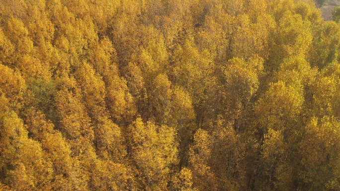 近距离航拍银杏树