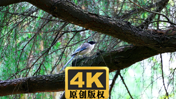 灰喜鹊实拍高清视频素材4K