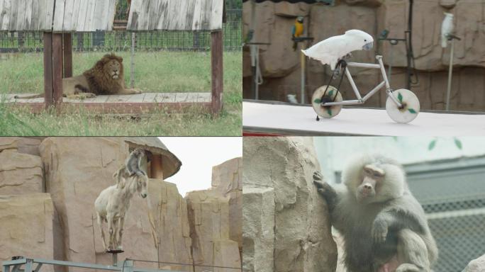 动物园 狮子 猴子 猩猩 动物表演