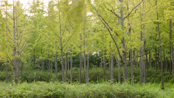 【8K正版素材】自然银杏树绿草全景横移