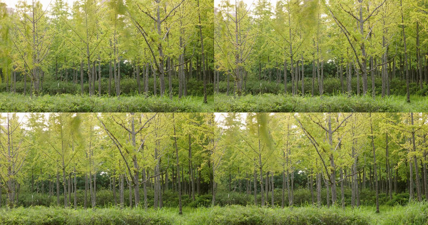 【8K正版素材】自然银杏树绿草全景横移