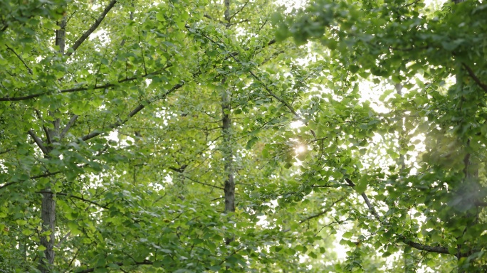 【8K正版素材】自然银杏树阳光微风远景