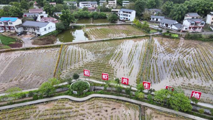 4k航拍全国文明村 稻虾共生基地乡村振兴