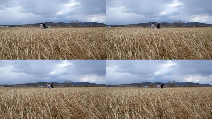4K人物走在稻浪里水稻丰收稻田大米
