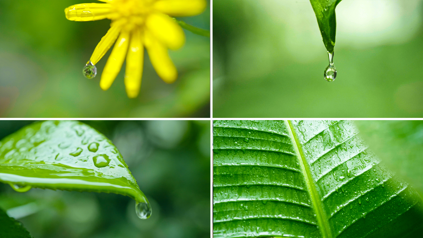 下雨微距绿色植物树叶花朵雨滴升格