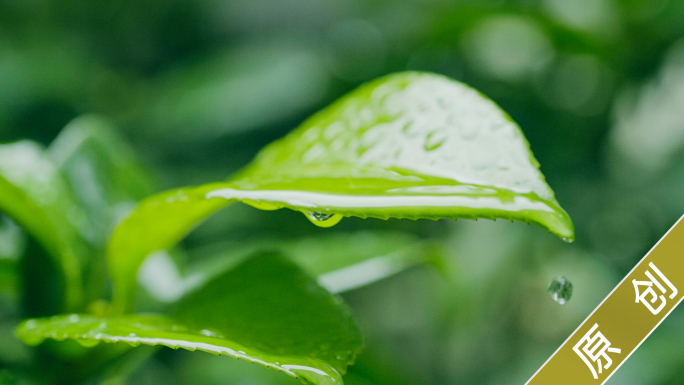 下雨微距绿色植物树叶花朵雨滴升格