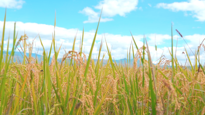 有机水稻-绿色食品无公害-食品安全