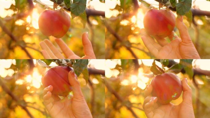 夏娃摘苹果苹果-水果人手树木
