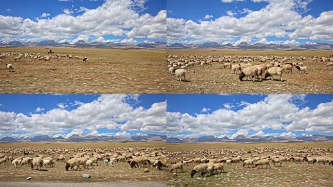 草原上进食的羊群