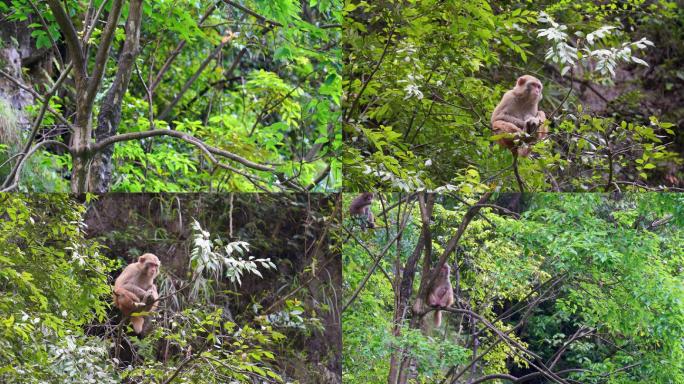 野生猕猴4K实拍野生动物 4段