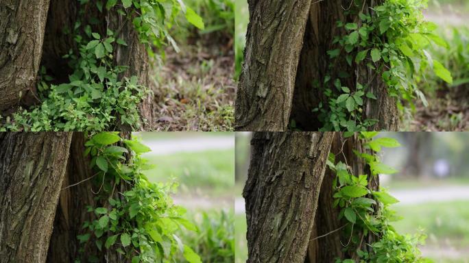 【8K正版素材】自然树洞绿植阳光近景上移